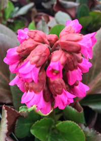 Bergenia crassifolia 'Abendglocken' ('Evening Bells')